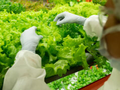 BUSTANICA: A DUBAI LA VERTICAL FARM DA GUINNESS