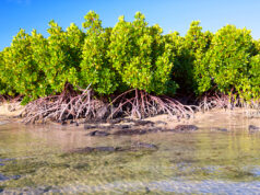 DUBAI MANGROVES: LA PIÙ GRANDE RIGENERAZIONE COSTIERA DEL MONDO Vivere a Dubai