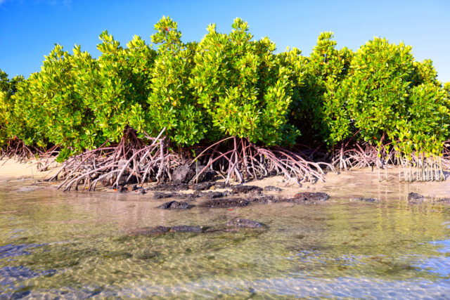 DUBAI MANGROVES: LA PIÙ GRANDE RIGENERAZIONE COSTIERA DEL MONDO Vivere a Dubai